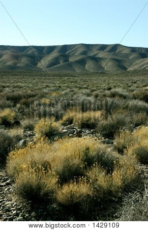 Tumbleweeds doré contraste avec une chaîne de montagnes de Black, Death Valley, Californie, é.-u.