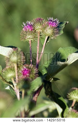 Roadsides thistle (Carduus acanthoides) is a common weed.
