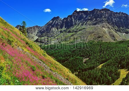 Alpien mountains in Gran Paradiso National Park with violet flowers