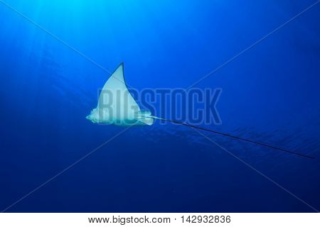 Spotted Eagle Ray