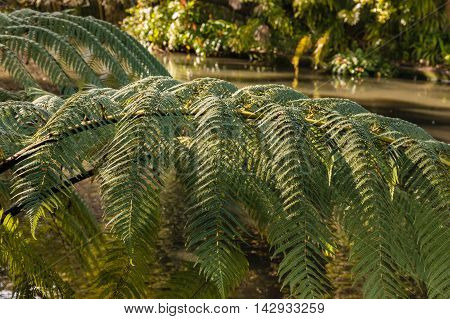 closeup of silver fern leaves with river in background