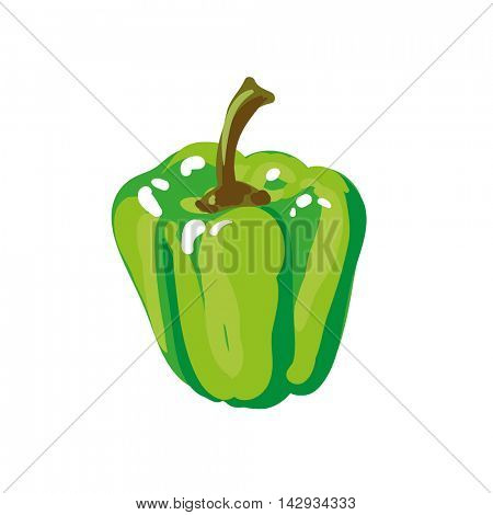 Green paprika bell pepper. Fresh vegetable. Vector Illustration. Isolated on white.