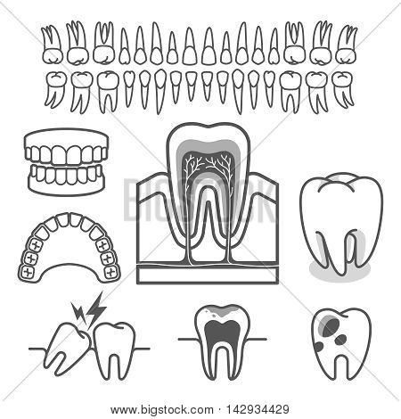 Human tooth anatomy icons set. Vector illustration.