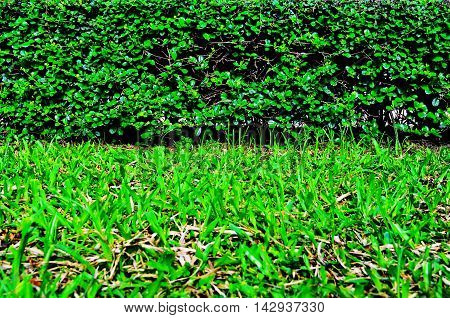 Beautiful green grass background morning after rain.