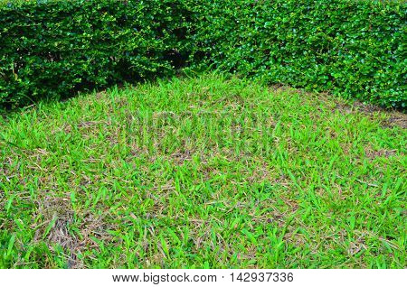 Beautiful green grass background morning after rain.