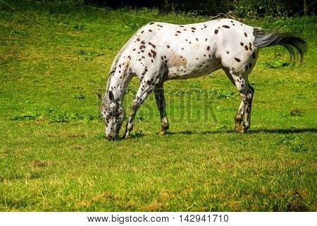 spotted white brown appaloosa horse grazes on the green pasture copy space