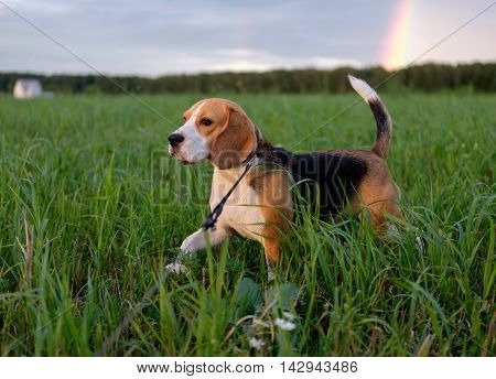 The Beagle dog is walking on leash in the evening after the rain on rainbow background