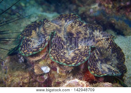 Squamosa clam in the tropical coral reef