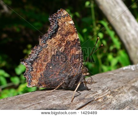 블랙 나비와 바네사 (Nymphlis Xanthomelas) 옐로우