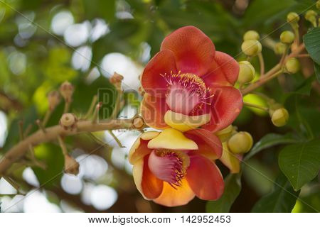 Cannonball flower of Cannonball Tree or Sal Tree with blur leaves background.
