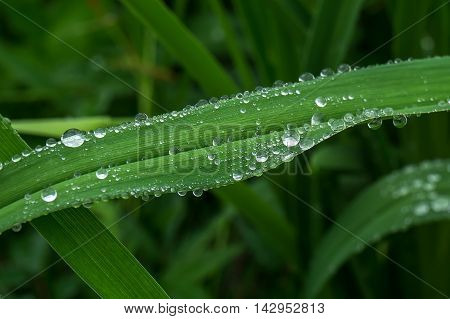 rain drop on green grasses blade in nature.