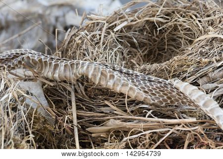 Birds Nest And Snake Skin