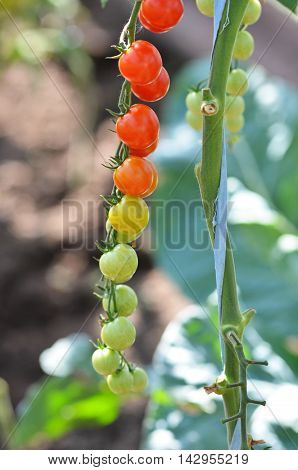 Ripe natural tomatoes growing on a branch in a greenhouse.
