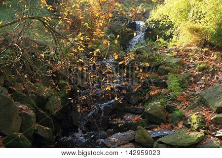 Small Autumn Brooklet