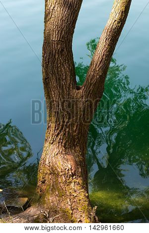 Close up of a tree trunk over the water with reflections - Lago di Levico (Levico Lake) Trentino Italy