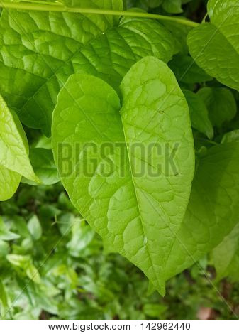 fresh green antigonon leptopus leaves in nature garden