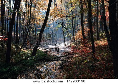 Small Autumn Brooklet