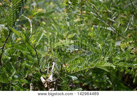 fresh green Tamarindus indica tree in nature garden