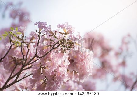 Pink Tabebuia blossoms bloom in late winter in Thailand