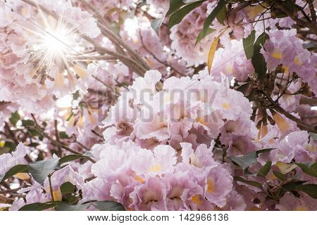 Pink Tabebuia blossoms bloom in late winter in Thailand