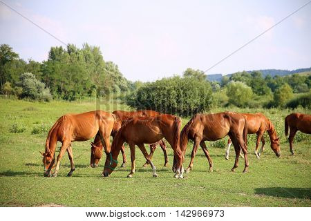 Grassland with purebred grazing horses in summer pasture. The herd of chestnut horses grazing on green meadow