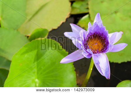 Single blue water lily (nymphaeaceae) with green lily pad background.  Blue water lilies are the birth flower of July and the national flower of Sri Lanka.