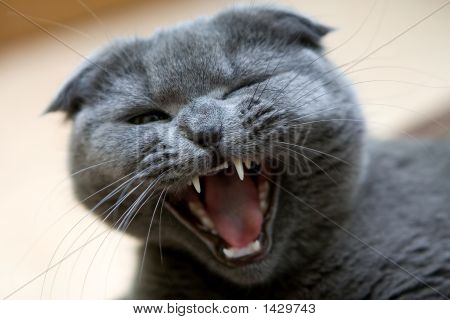 Gatto