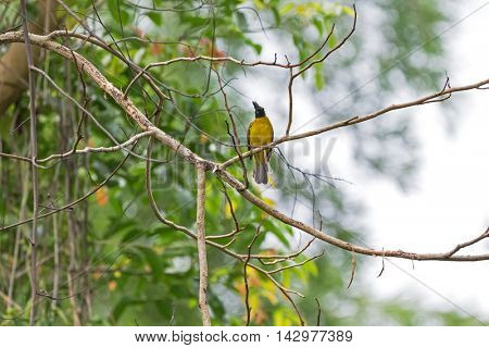 Black-crested bulbul bird in black and yellow perching on tree branch in the garden during summer in Thailand, Asia. (Pycnonotus flaviventris)