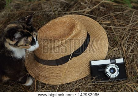 Big ripe plums in a basket in a garden with an old hat