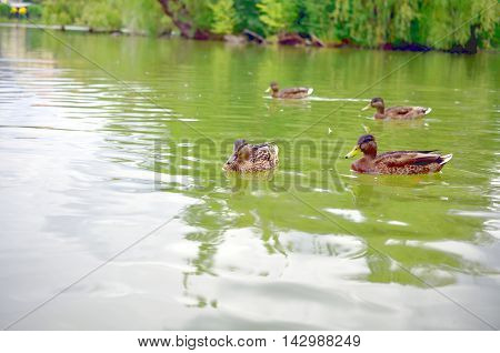 group of wild ducks mallards swimming in lake