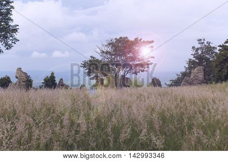 Prairie view on blue sky and sun .