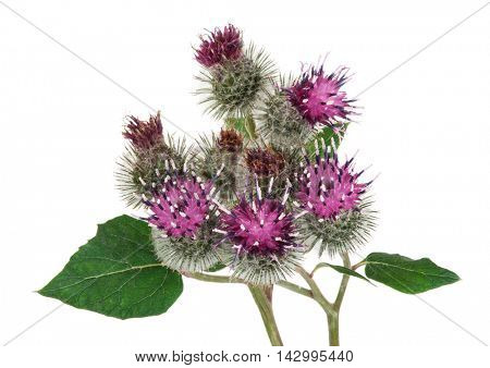 Burdock (Arctium lappa )