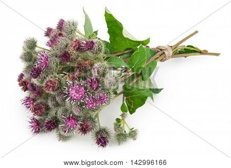 Burdock (Arctium lappa )