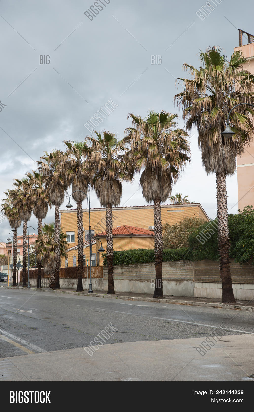 Row Palm Trees On Image & Photo (Free Trial) | Bigstock