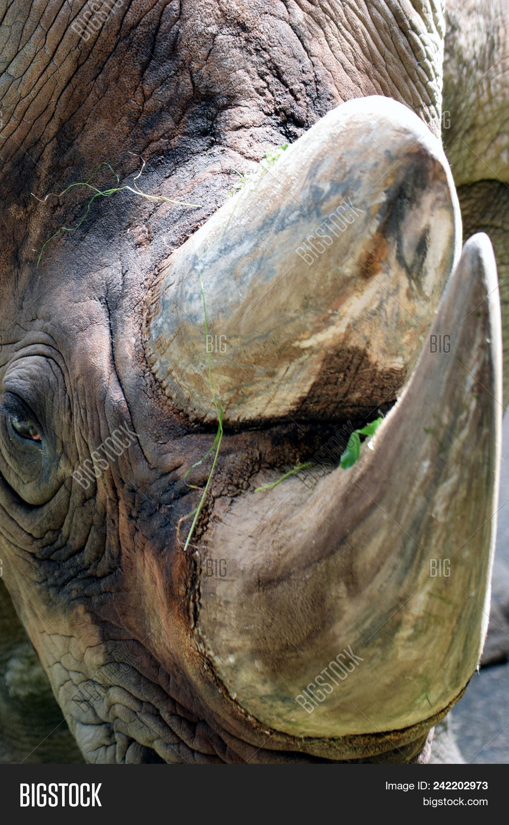 Close Rhinoceros Horns Image & Photo (Free Trial) Bigstock