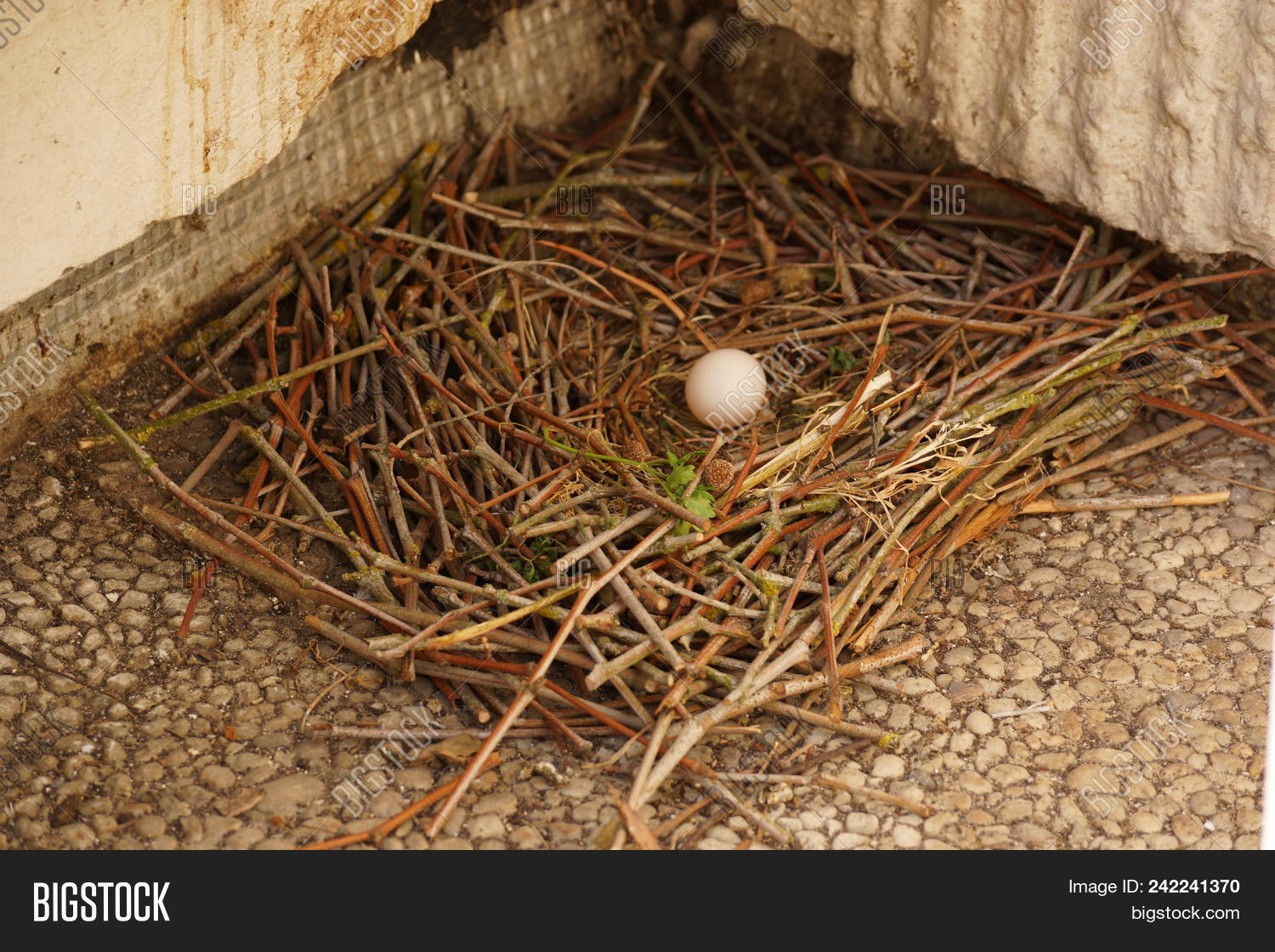 Pigeon game nest box Pigeon game nest box