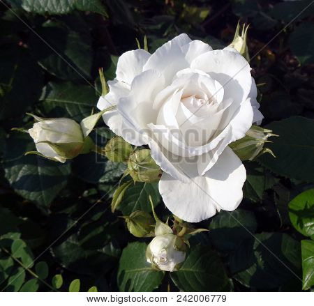 Magnificent Snow-white Rose, Surrounded By A Lot Of 
Buds, Against A Background Of Dark Green Leaves