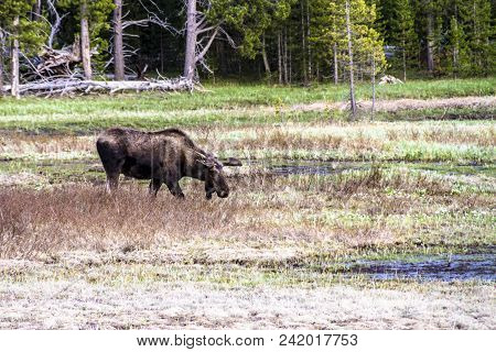 Moose Eating At The Meadows In Yellowstone National Park