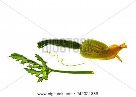 Baby Courgette With Flower And Leaf Isolated On White Background