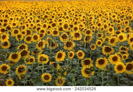 Sunflowers Field Near Arles  In Provence, France