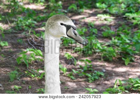 Swan Teenager Close-up Of His Head In Motley Coloring