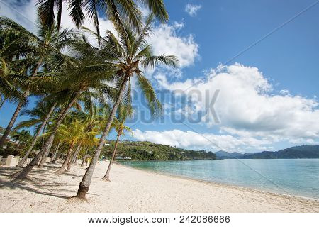 Catseye Beach With Palm Trees In Foreground, Hamilton Island. Australia