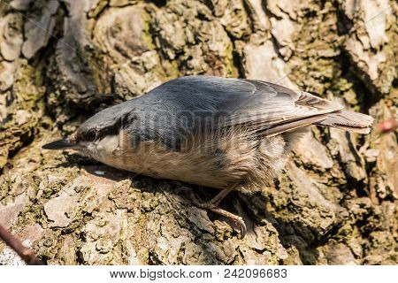 Eurasian Or Wood Nuthatch Sitta Europaea Looking For Food On A Branch