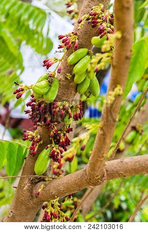 Averrhoa Bilimbi Fruit On Tree. Thai Fruit