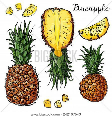 Pineapple, Mini-pineapple Phuket. Fruits Drawn By A Line On A White Background. Fruits From Thailand