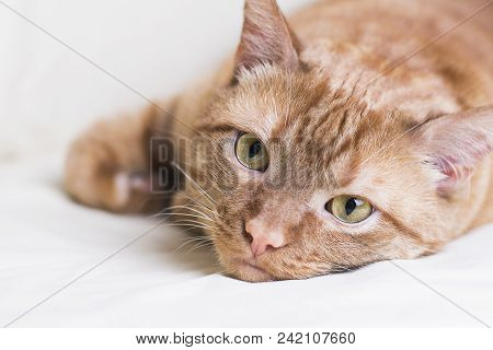 Red Cat Lying On White Background, Smart Piercing Look. Portrait