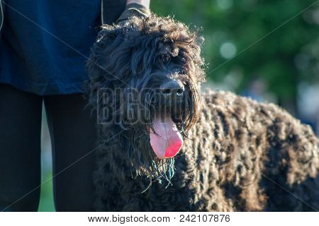 Muzzle Of A Big Black Dog With Tongue, Sunny Summer Day, Telephoto Shot