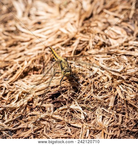 Big Yellow Draginfly Perched On Ground In Dry Grass