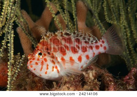 Foltos Hawkfish