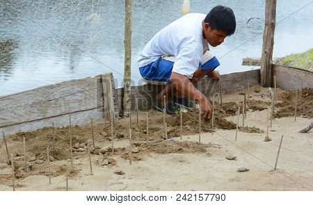 BUENOS AIRES, NAUTA, PERU - OCT 15, 2015: Worker at a Turtle hatchery in the Peruvian Rainforest. The turtles will be released into a protected area in a repopulation effort.